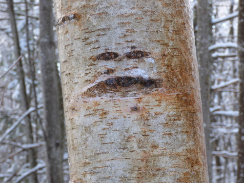 Betula papyrifera (paper birch) (alternate view 9)