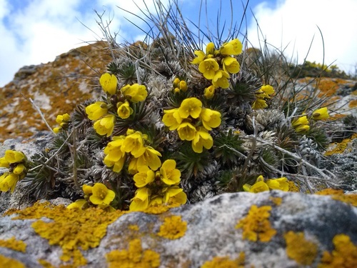 Draba aizoides (Yellow Whitlow Grass)