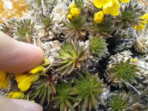 Draba aizoides (Yellow Whitlow Grass)