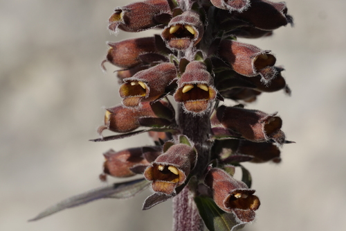 Digitalis parviflora (Small-flowered Foxglove)