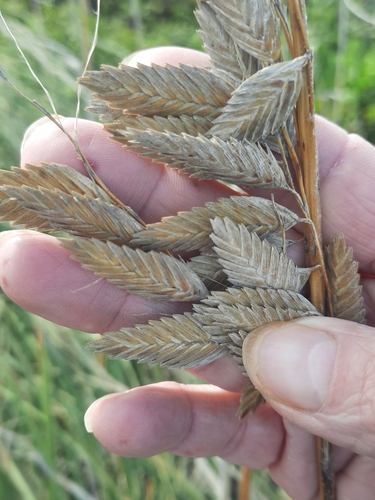 Uniola paniculata (sea oats) (alternate view 3)