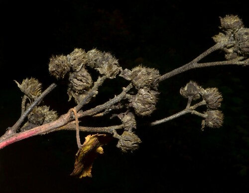 Iliamna rivularis (Streambank Globemallow) (alternate view 5)