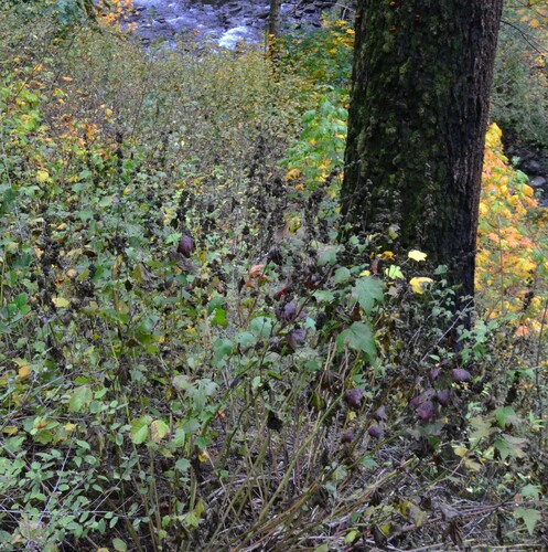 Iliamna rivularis (Streambank Globemallow) (alternate view 4)