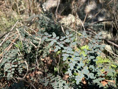 Pellaea andromedifolia (Coffee Fern)