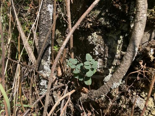 Pellaea andromedifolia (Coffee Fern) (alternate view 2)