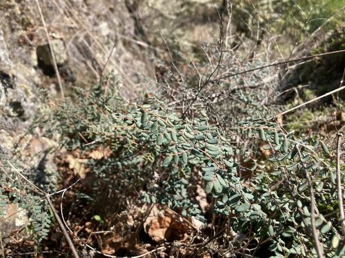 Pellaea andromedifolia (Coffee Fern) (alternate view 3)