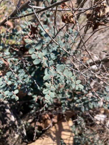 Pellaea andromedifolia (Coffee Fern) (alternate view 4)