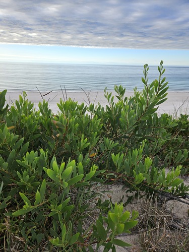 Acacia longifolia (Longleaf Wattle) (alternate view 7)