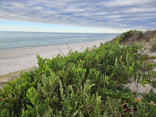 Acacia longifolia (Longleaf Wattle) (alternate view 8)