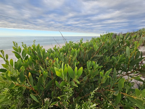 Acacia longifolia (Longleaf Wattle) (alternate view 9)