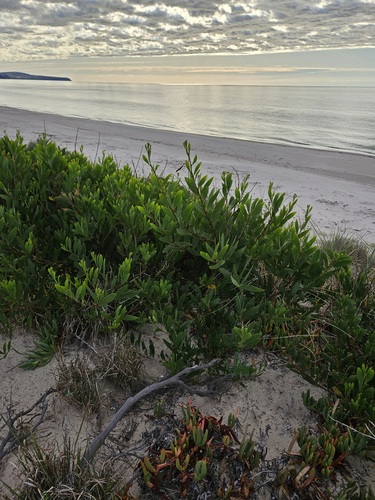 Acacia longifolia (Longleaf Wattle) (alternate view 10)