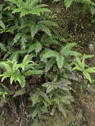 Sticherus flabellatus (Shiny fan fern) (alternate view 6)