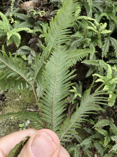 Sticherus flabellatus (Shiny fan fern) (alternate view 7)