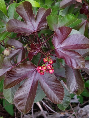 Jatropha (Physic Nuts) (alternate view 8)