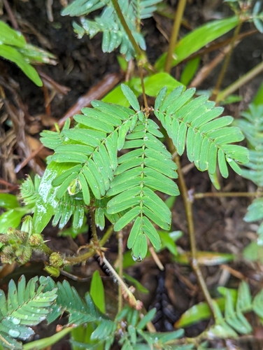 Mimosa pudica (Sensitive Plant)