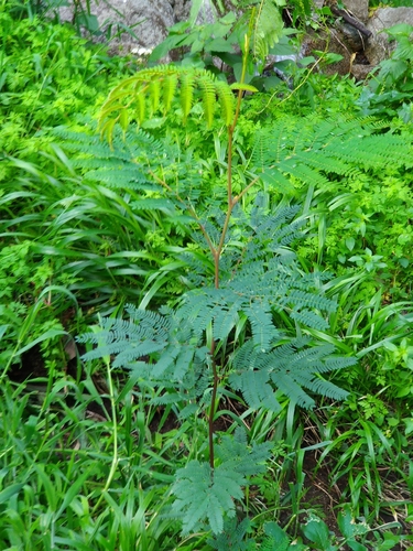 Acacia melanoxylon (blackwood)
