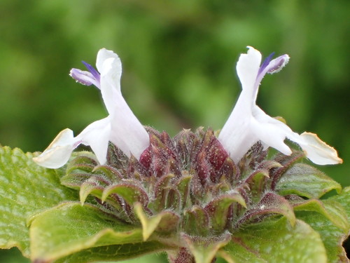 Salvia mellifera (black sage)