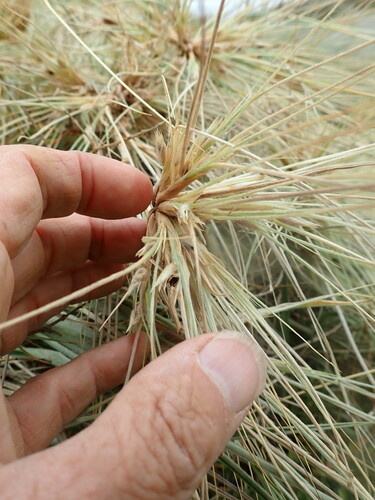 Spinifex sericeus (Beach Spinifex)