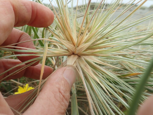 Spinifex sericeus (Beach Spinifex) (alternate view 2)