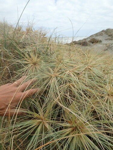 Spinifex sericeus (Beach Spinifex) (alternate view 3)