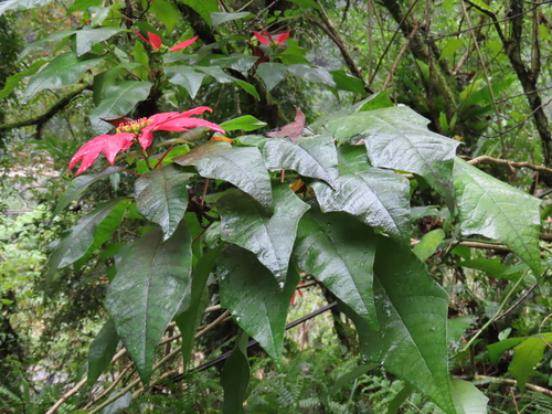 Euphorbia pulcherrima (Poinsettia)