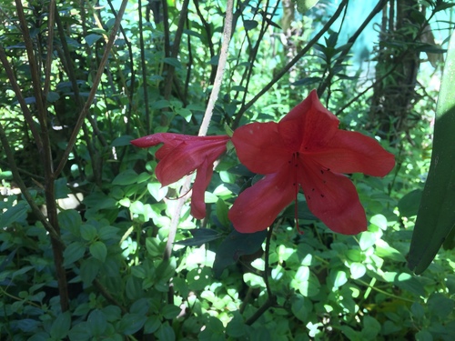 Rhododendron simsii (Indian Azalea) (alternate view 10)