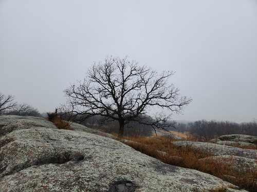 Quercus macrocarpa (Bur Oak)