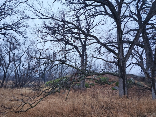 Quercus macrocarpa (Bur Oak)