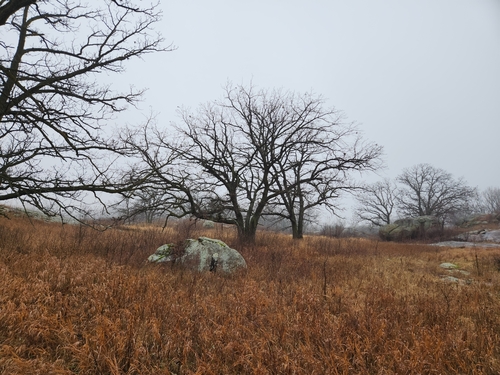 Quercus macrocarpa (Bur Oak)