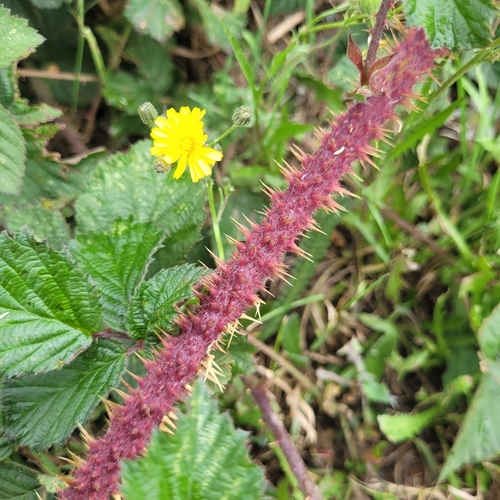 Rubus tuberculatus (Ruderal Corylifolian)