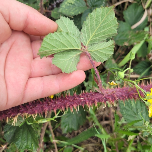 Rubus tuberculatus (Ruderal Corylifolian)