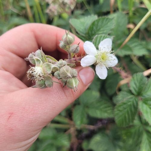 Rubus tuberculatus (Ruderal Corylifolian)