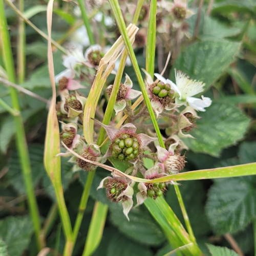 Rubus tuberculatus (Ruderal Corylifolian)