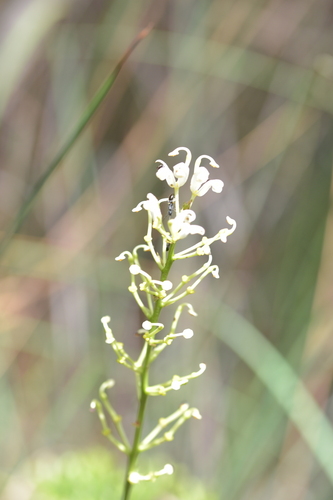 Lomatia silaifolia (Crinkle Bush) (alternate view 5)