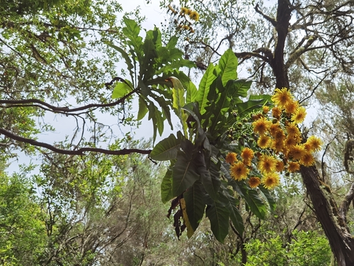 Sonchus fruticosus (alternate view 9)
