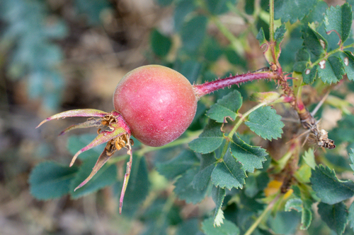 Rosa spinosissima (Burnet Rose)