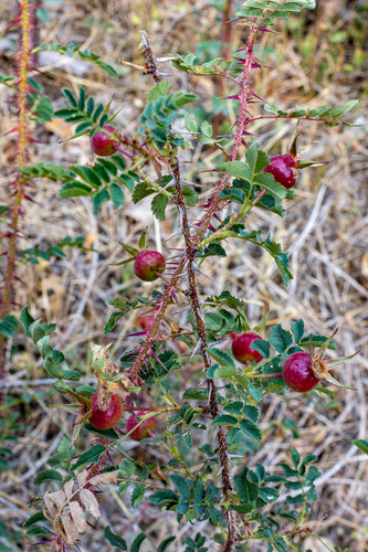 Rosa spinosissima (Burnet Rose)