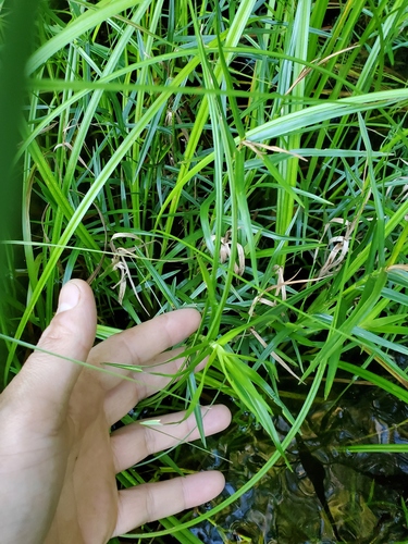 Dulichium arundinaceum (Three-way Sedge) (alternate view 10)