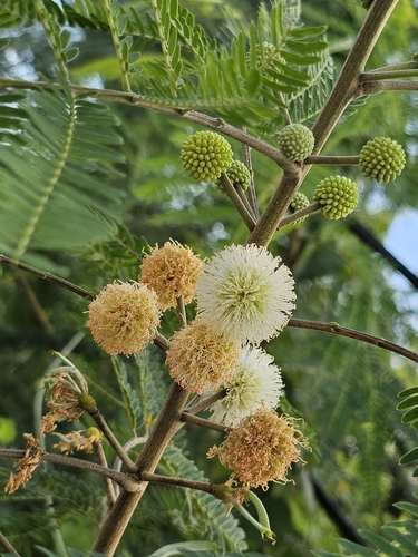 Leucaena leucocephala (White leadtree)