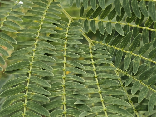 Leucaena leucocephala (White leadtree)