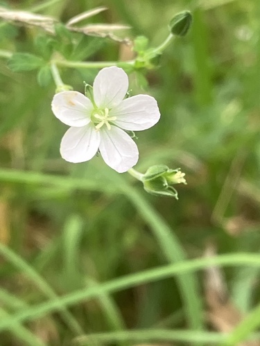 Geranium potentilloides (cinquefoil geranium) (alternate view 2)