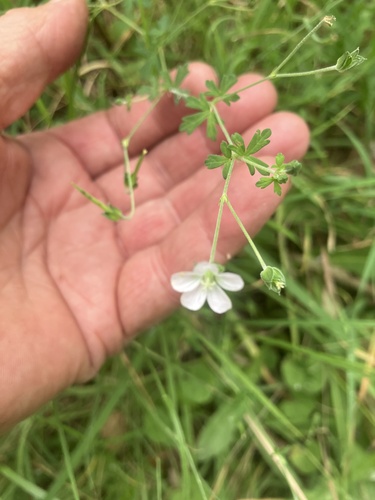 Geranium potentilloides (cinquefoil geranium) (alternate view 3)