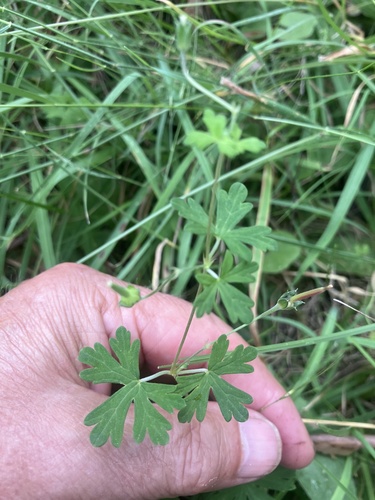 Geranium potentilloides (cinquefoil geranium) (alternate view 4)