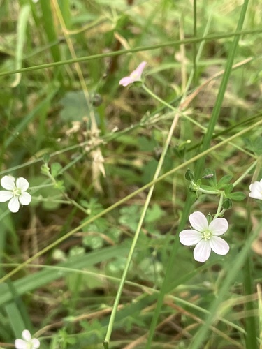 Geranium potentilloides (cinquefoil geranium) (alternate view 5)