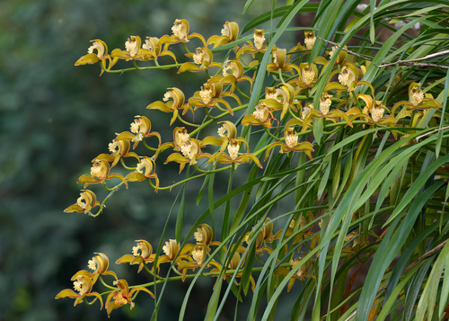 Cymbidium (Boat Orchids) (alternate view 4)