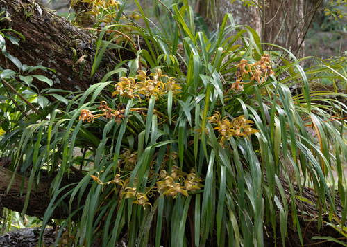 Cymbidium (Boat Orchids) (alternate view 5)
