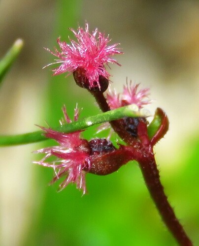 Gonocarpus tetragynus (Common Raspwort) (alternate view 5)
