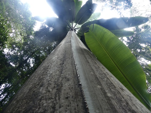 Musa (Bananas) (alternate view 2)