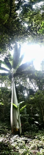 Musa (Bananas) (alternate view 3)