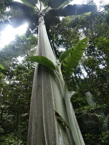 Musa (Bananas) (alternate view 4)